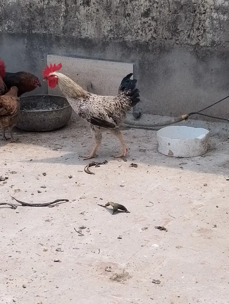 27 murgi  Anda Dene Wali 3 murga per peace — photo 4