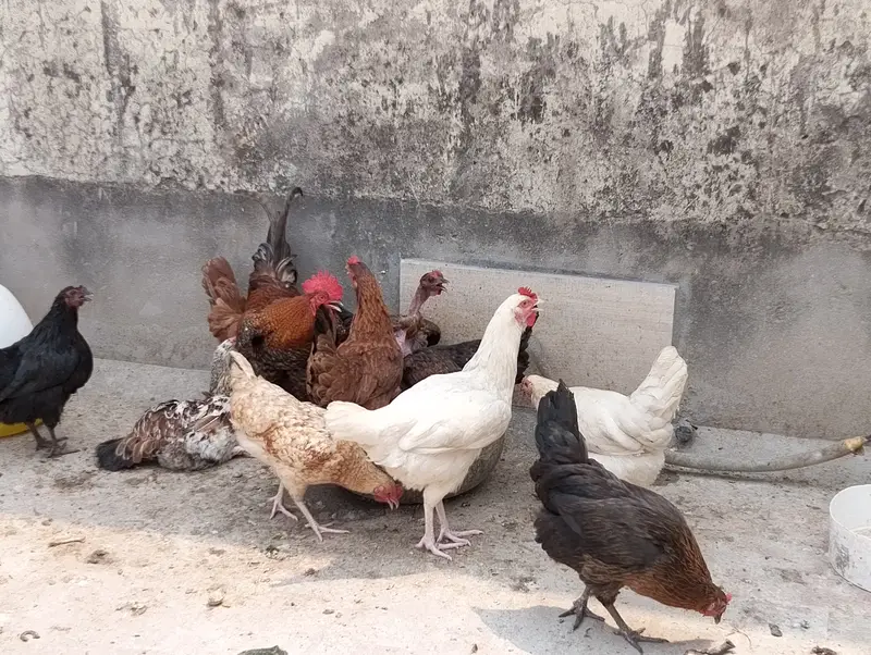 27 murgi  Anda Dene Wali 3 murga per peace — photo 10