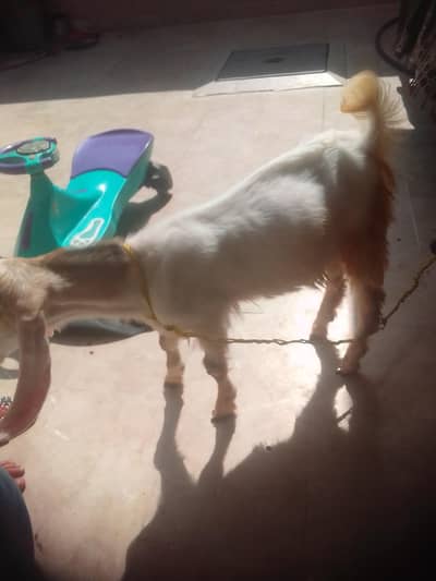 goat kid