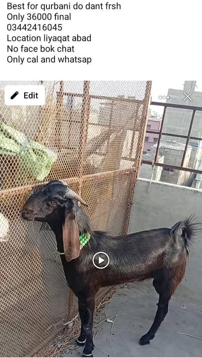 do dant  khasi best for qurbani male  and shoq