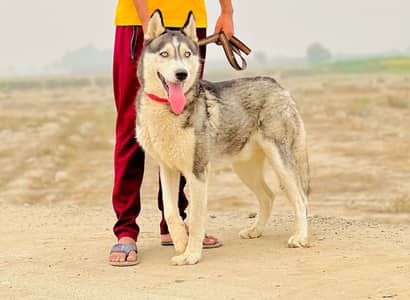 Exchange of Husky with Black GSD