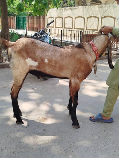 bakra