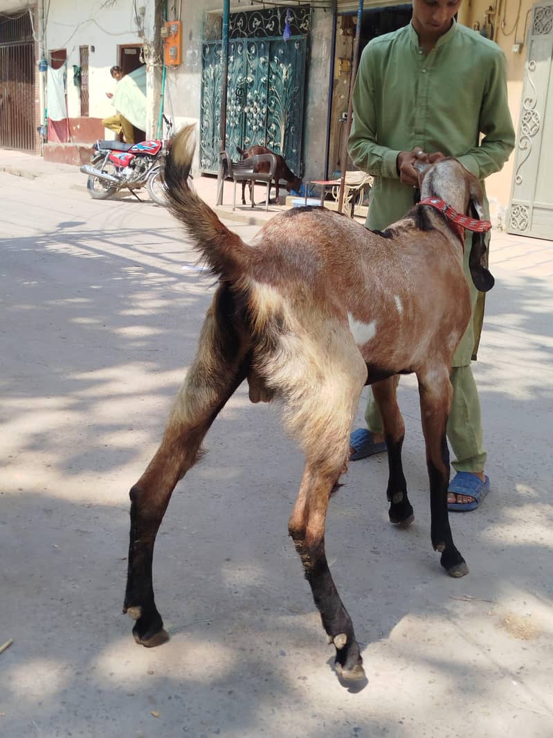 bakra 1
