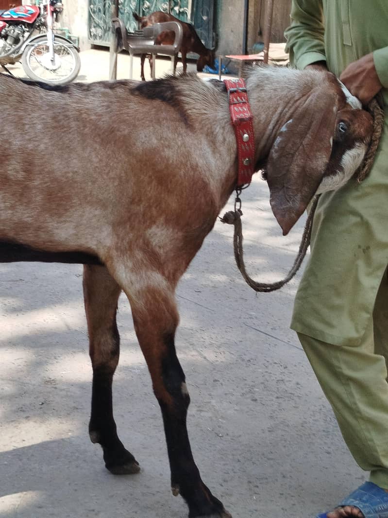 bakra 2