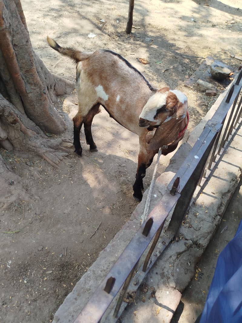 bakra 3