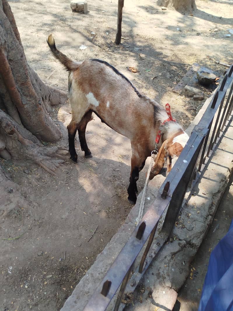 bakra 4