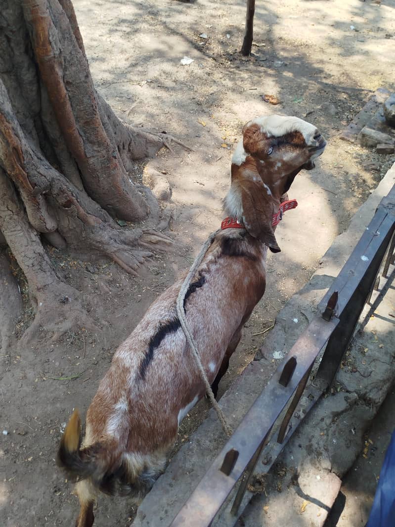 bakra 5