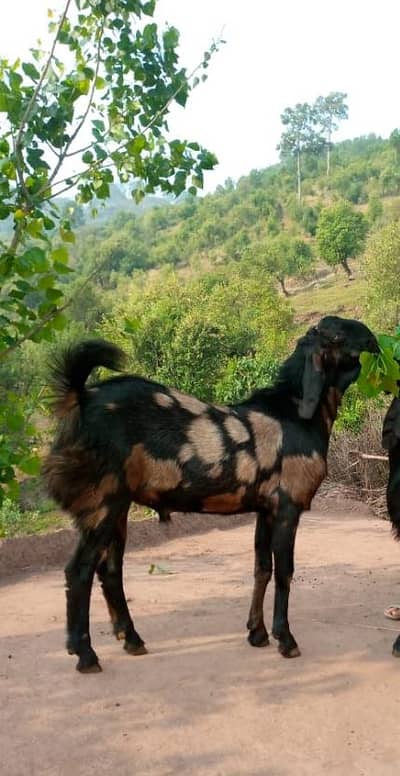 bakra for sale