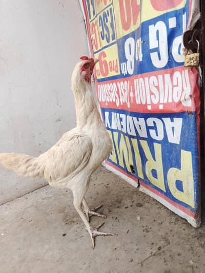 Heera Madi 03208455709 watsap ik cheeni Madi or ik Thai ki madi h bl