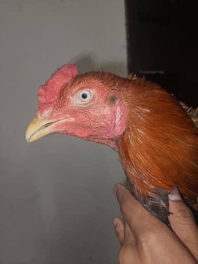 Aseel Sindhi patha