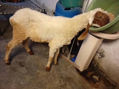 Desi chatra dohnda for qurbani