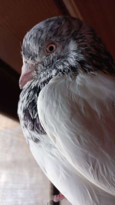 pigeon