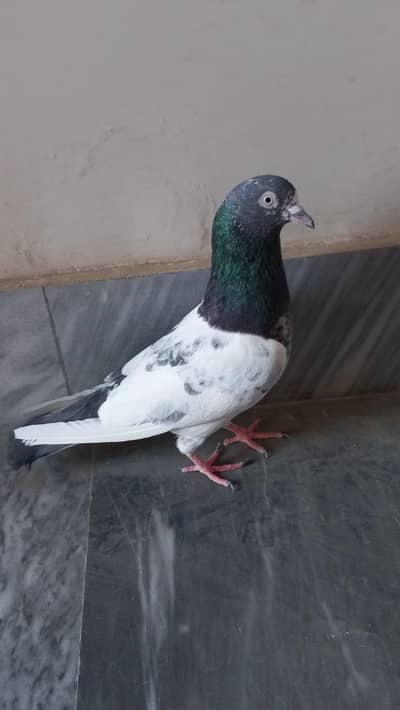 pigeon