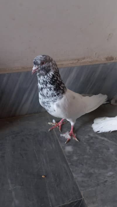 pigeon / kabootr