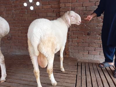 chatra Mundra gulabi dumba