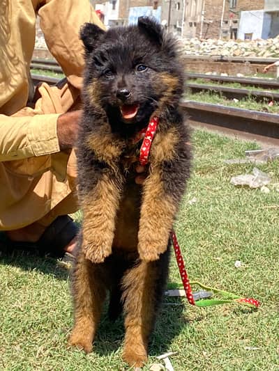 German Shepherd female for sale