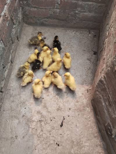 maskavi duck k bachy