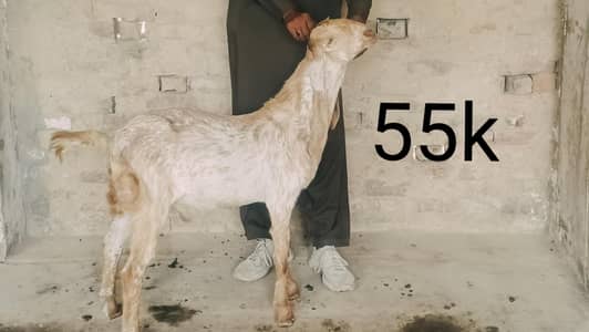 Bakra makhi chena dasi bakra khasi bakra