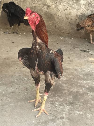 Aseel thai hai murga b sale murgiya b cage b