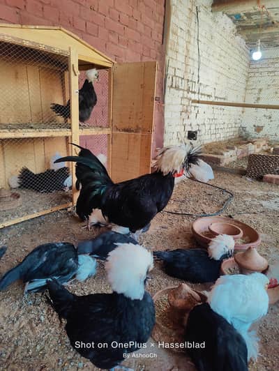 Black polish full Male active healthy