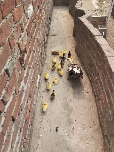 maskavi duck k bachy