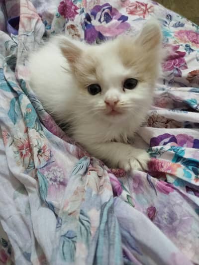 cute kittens
