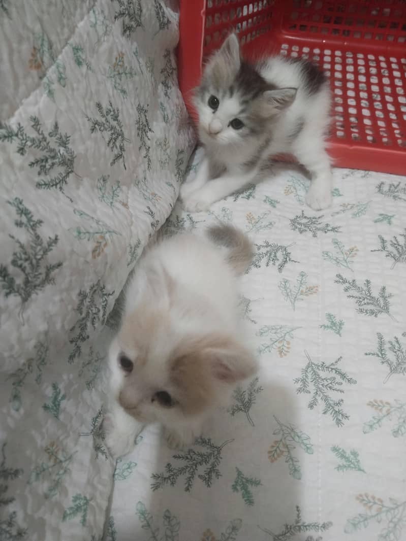 cute kittens 1