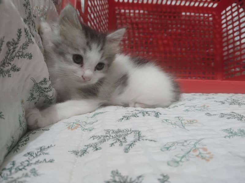 cute kittens 2