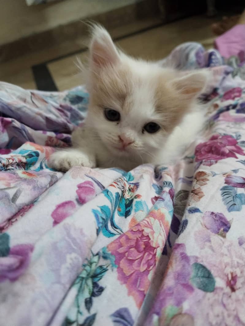 cute kittens 3