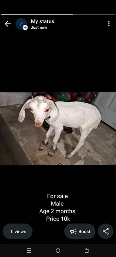 bakri ka bacha