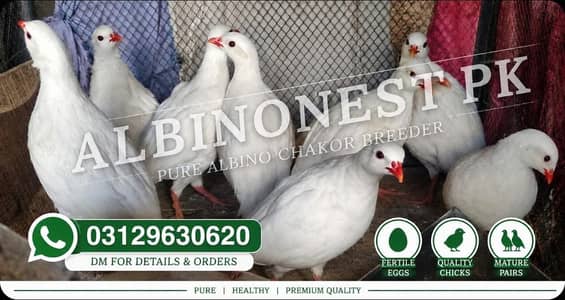 White Albino Partridges (White Chakor)