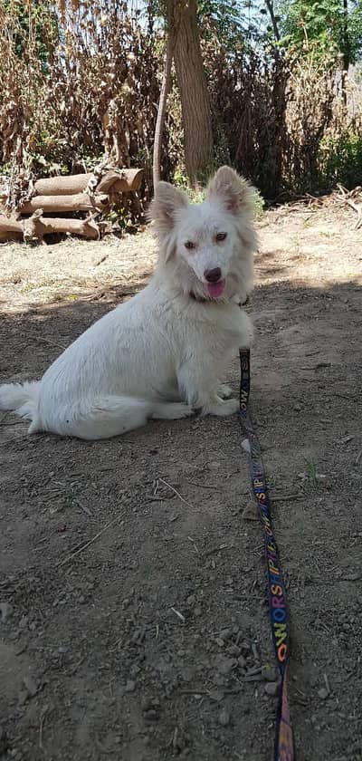 Russian Breeder female for exchange