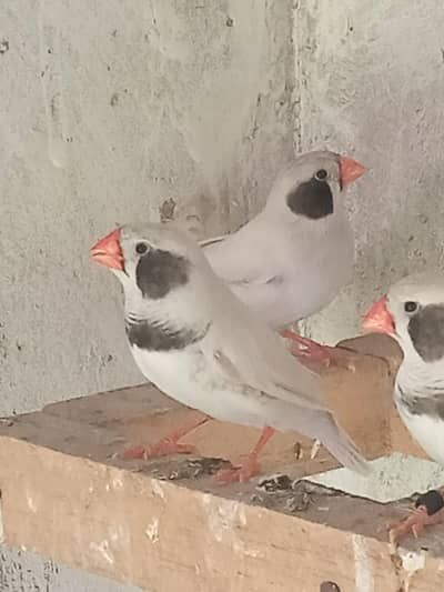 Finch white Breeder Pair