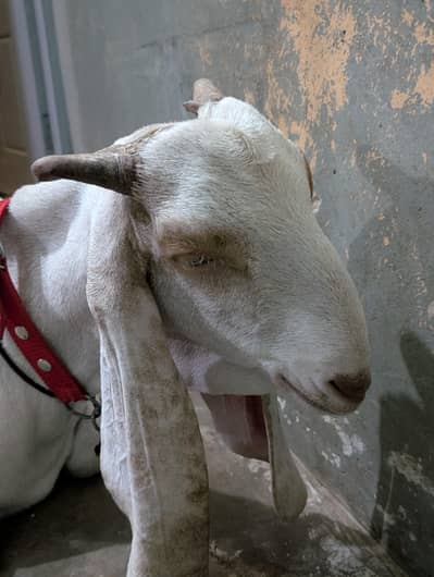 gulabi cross bakra