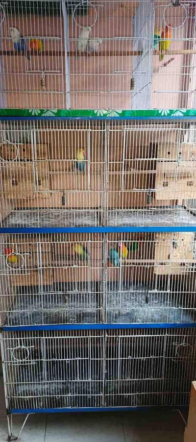 lovebirds All setup Sell with cage