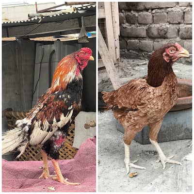 FOR SALE