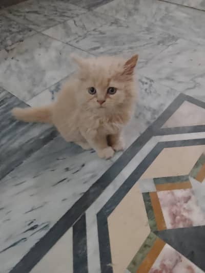 Persian cat