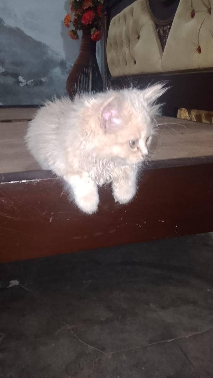 Persian cat 1