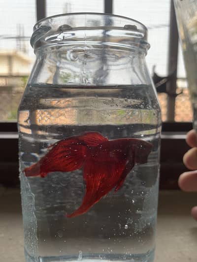 Betta fish