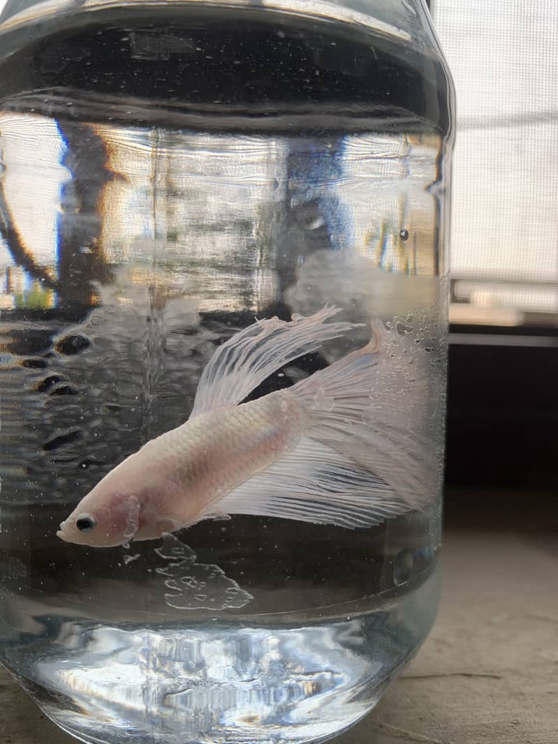 Betta fish 1