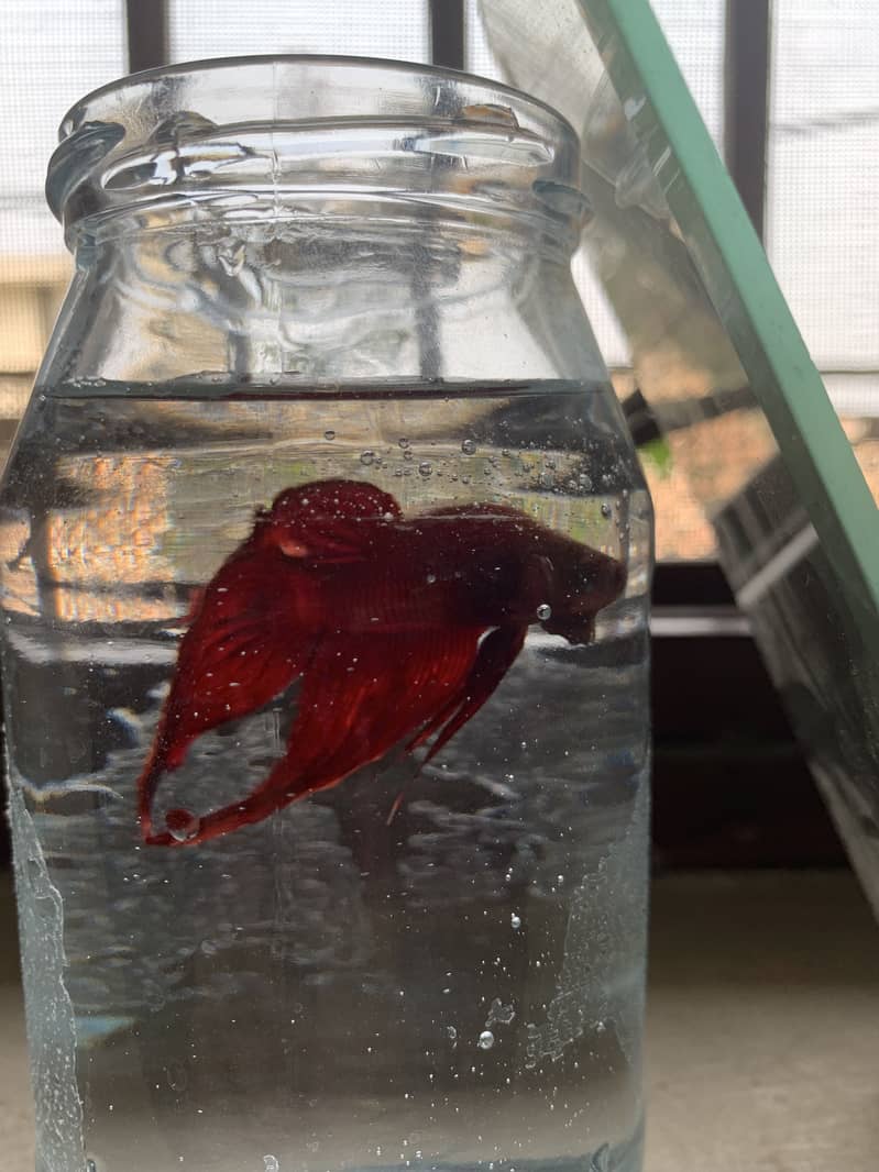 Betta fish 2