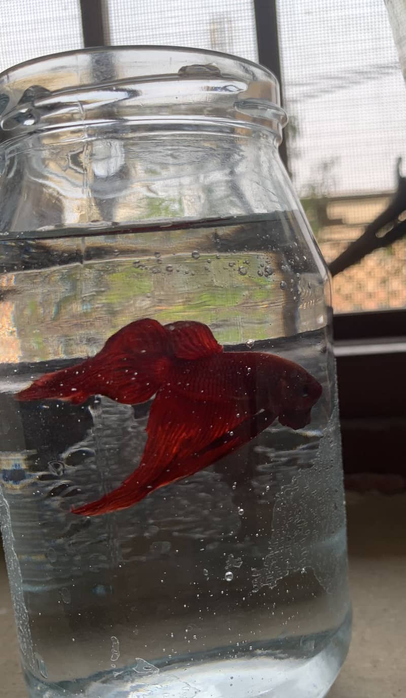 Betta fish 3
