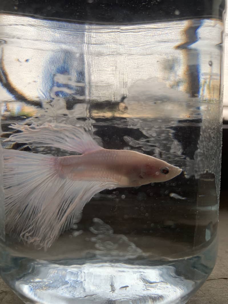 Betta fish 4