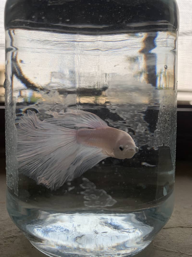 Betta fish 5