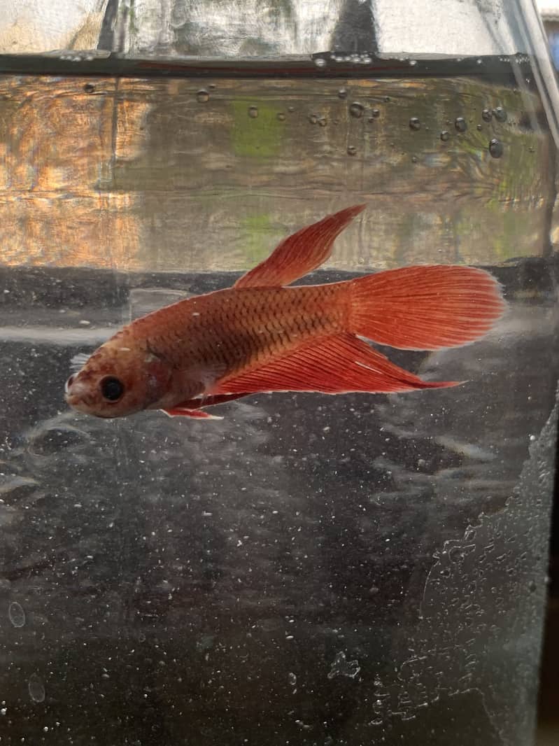 Betta fish 6