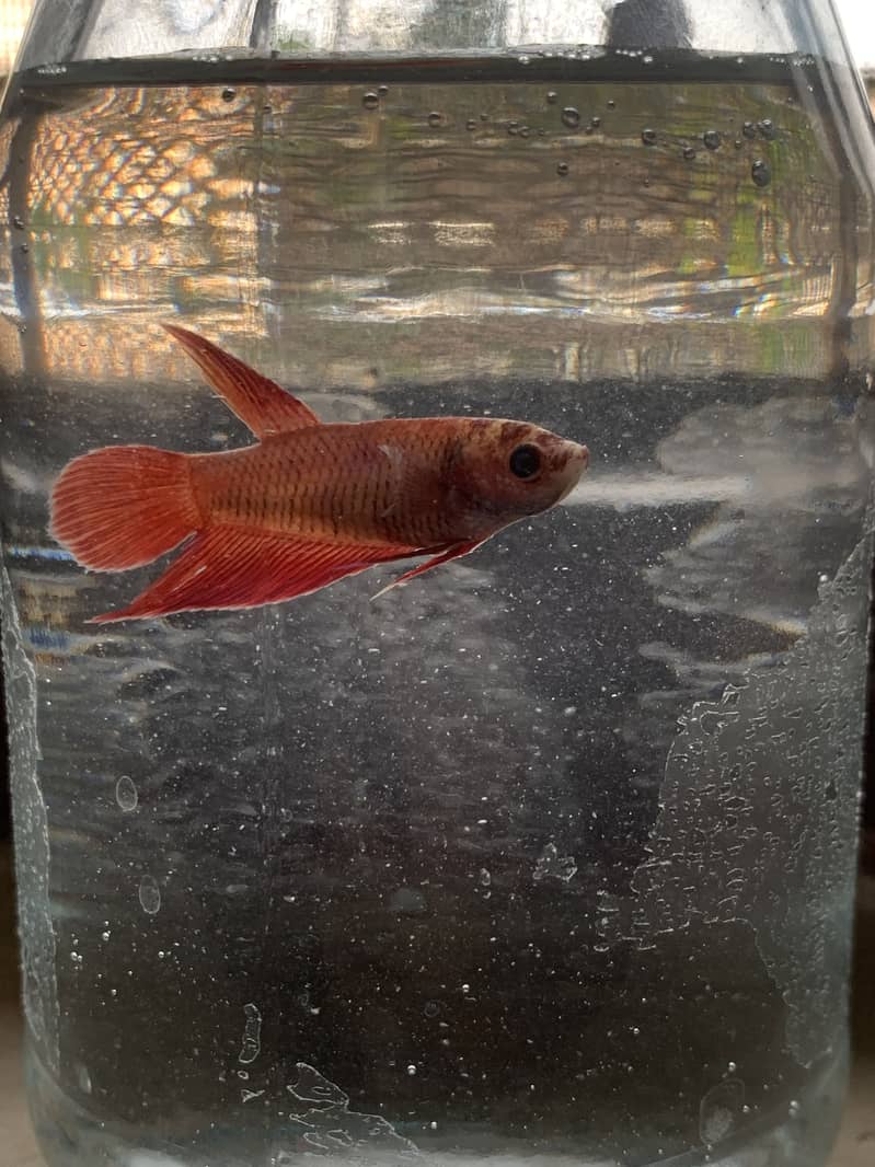 Betta fish 7