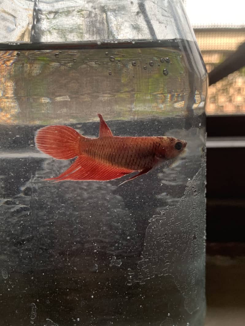 Betta fish 8