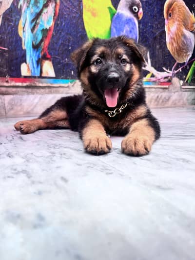 German shepherd - dog puppy -long coted -female dog
