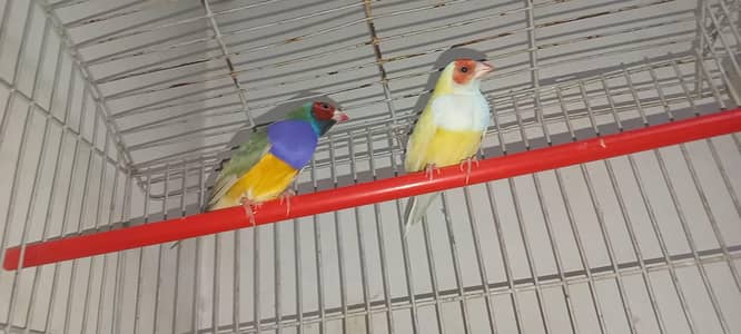 gouldian breeder pair with one chick with cage for sale
