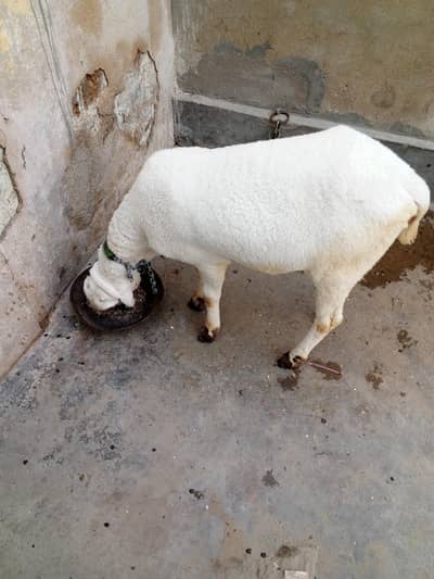 khare ka dumba